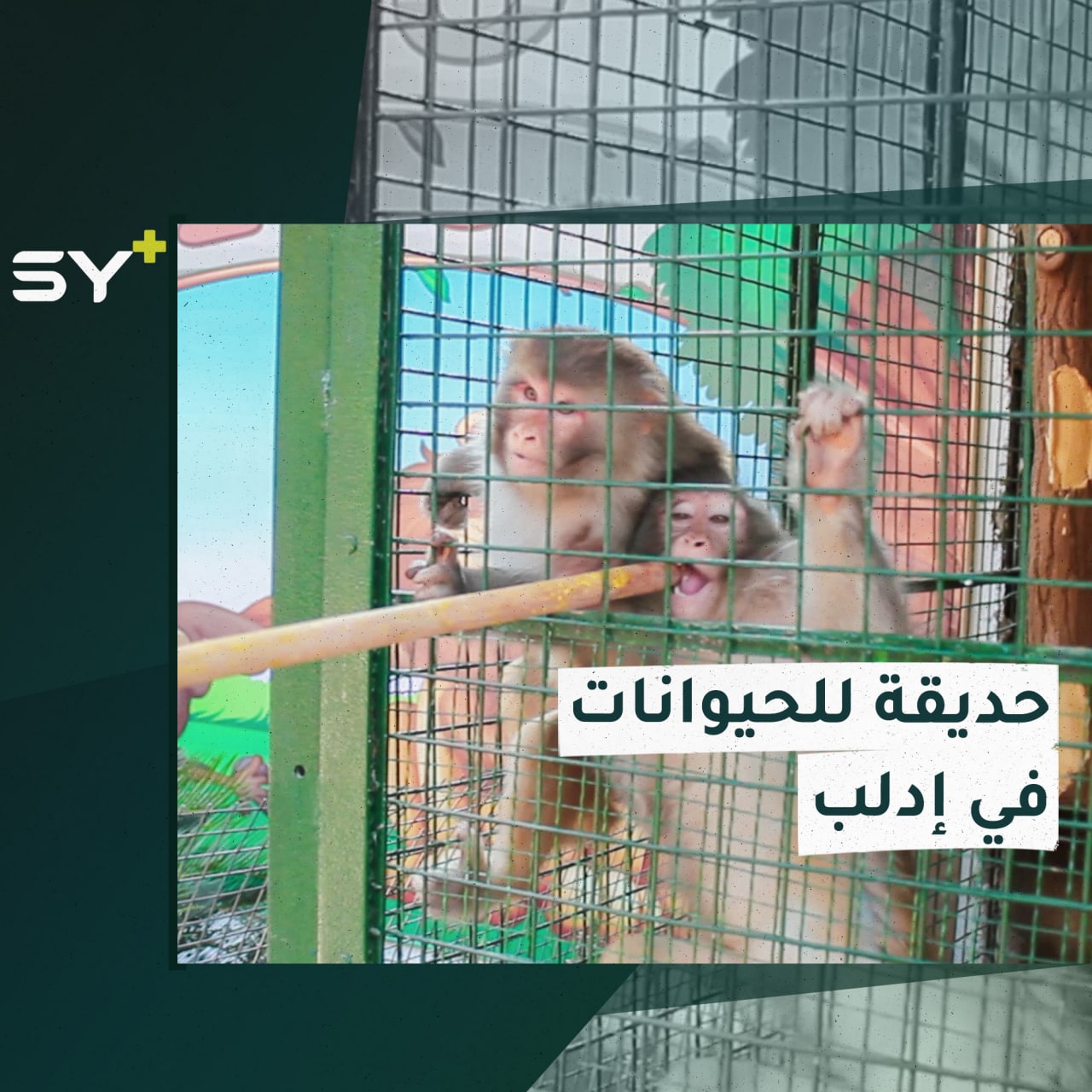 “حديقة المشتل”.. أول حديقة للحيوانات تفتتح أبوابها في مدينة إدلب