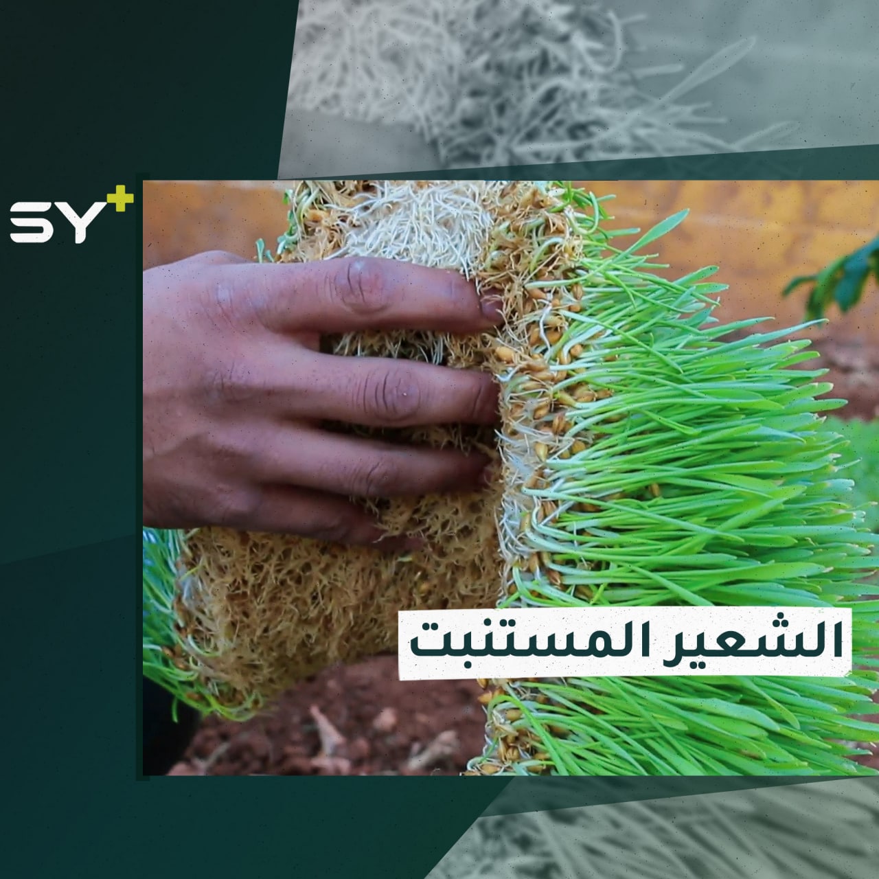 مشروع تجريبي لاستنبات الشعير يوفر كميات كبيرة خلال أيام قليلة