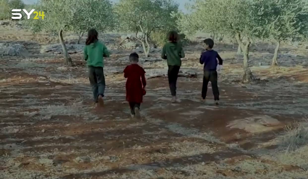 آخر حبات الزيتون في إدلب.. نصيب من؟