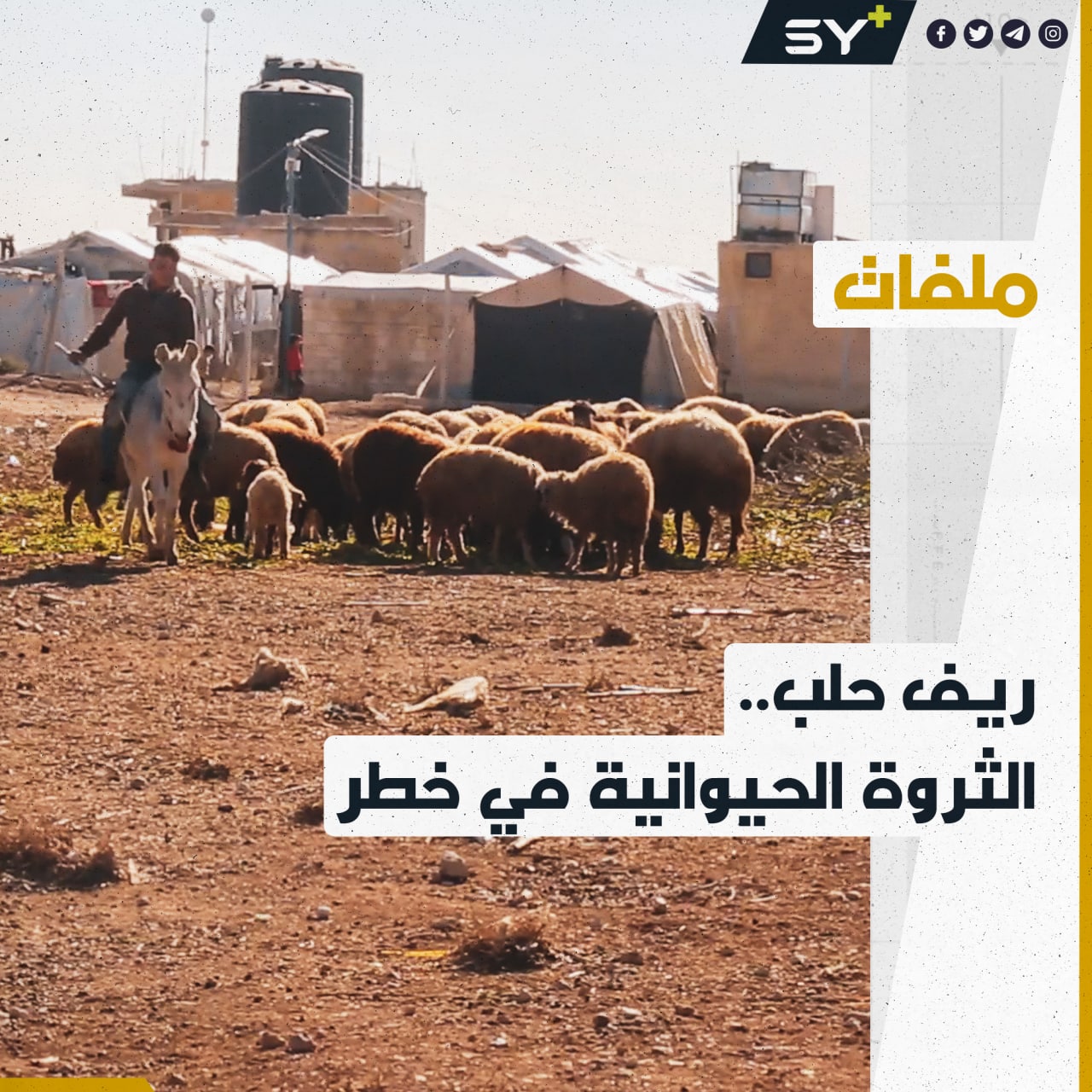 غلاء أسعار الأعلاف يهدد الثروة الحيوانية ويعكسها سلباً على مربيها في الشمال السوري