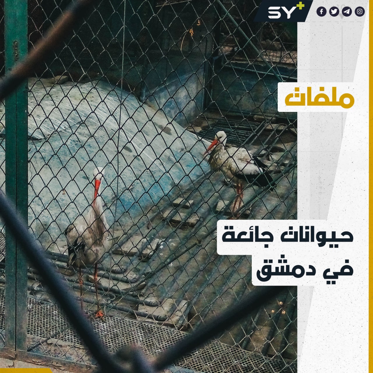 دون غذاء كافٍ أو رعاية.. حيوانات مهددة بالموت في حديقة العدوي بدمشق