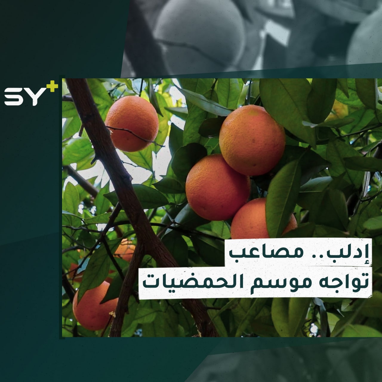 موسم قطاف الحمضيات يبدأ في إدلب.. وصعوبات تواجه المزارعين