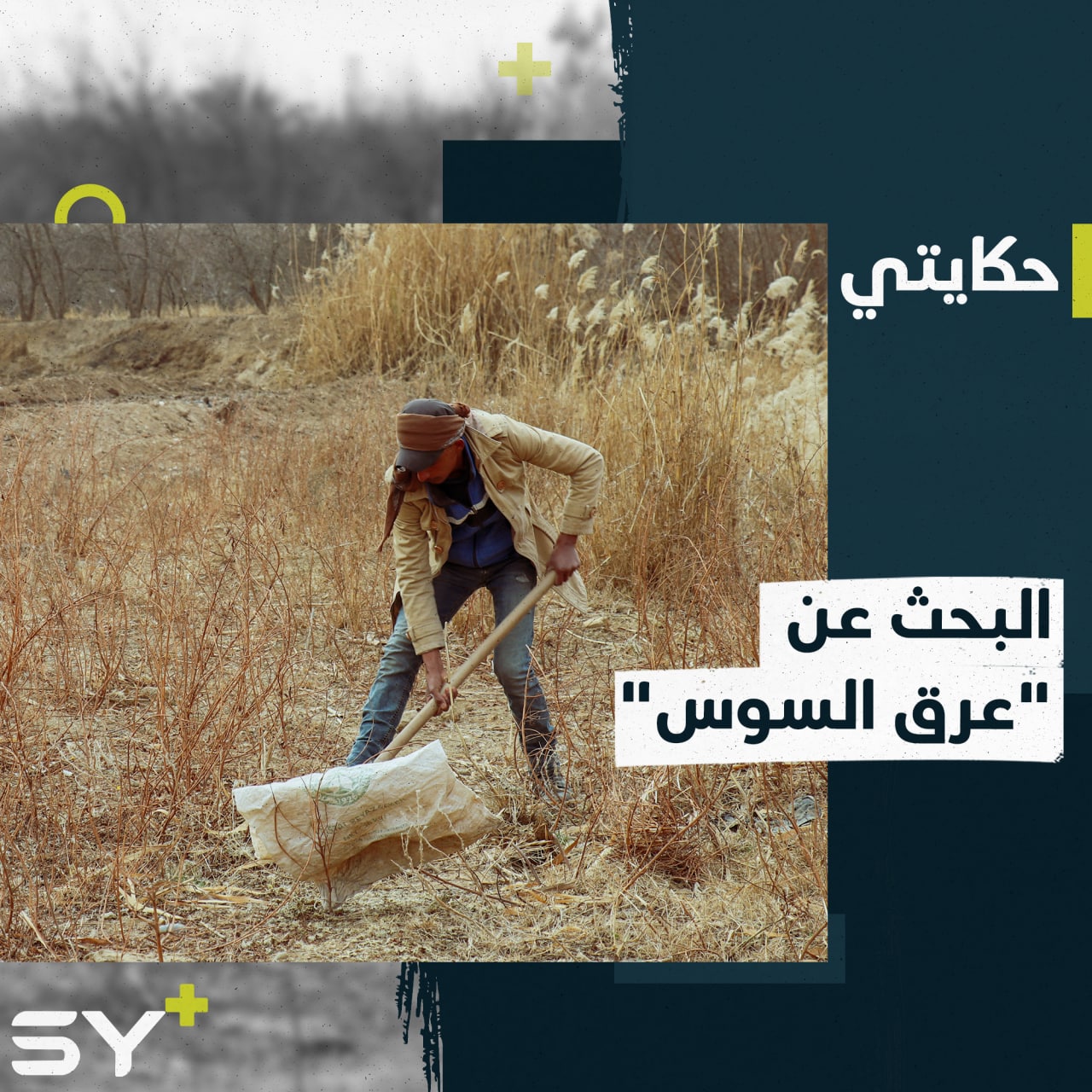 “عرق السوس”.. رحلة بحث شاقة ومحدودة تؤمن دخلاً خجولاً للبعض في الرقة