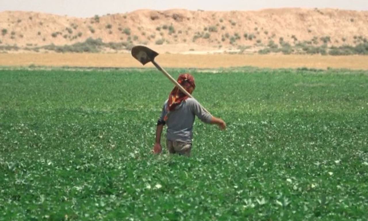 قرار جديد يغضب المزارعين شرقي سوريا