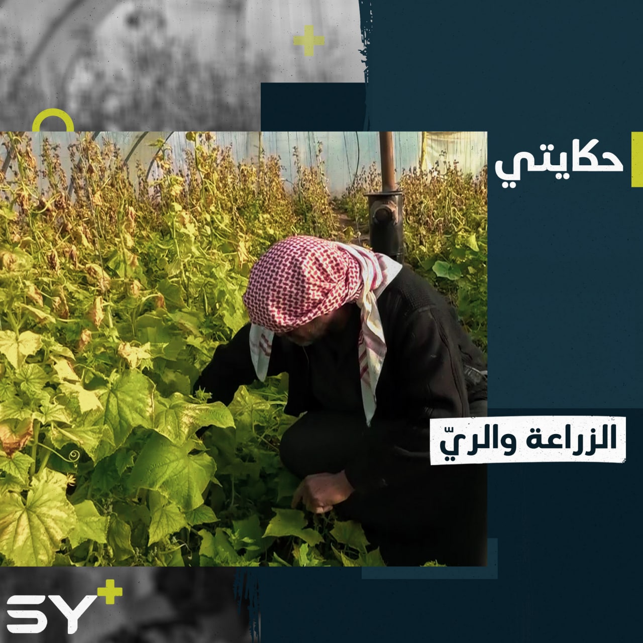 طرق زراعية حديثة يتبعها حمدان من أجل تحقيق الاكتفاء الزراعي الذاتي بدير الزور