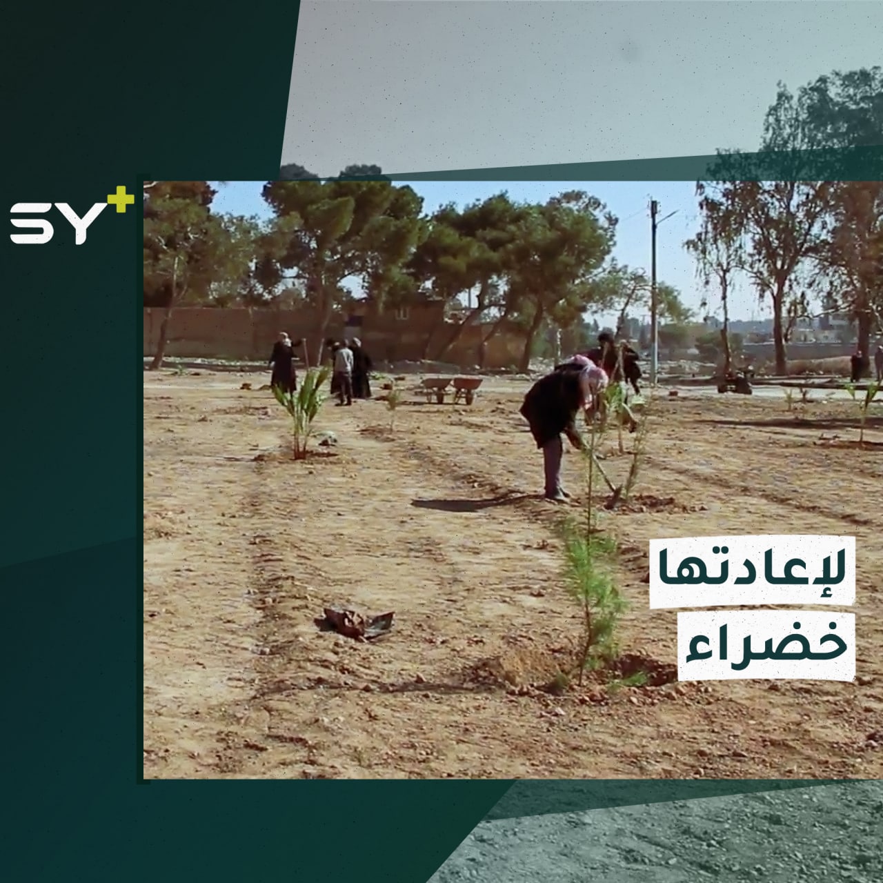 حملة تشجير في مدينة الطبقة بريف الرقة لتجميل المدينة وتحسين الواقع البيئي