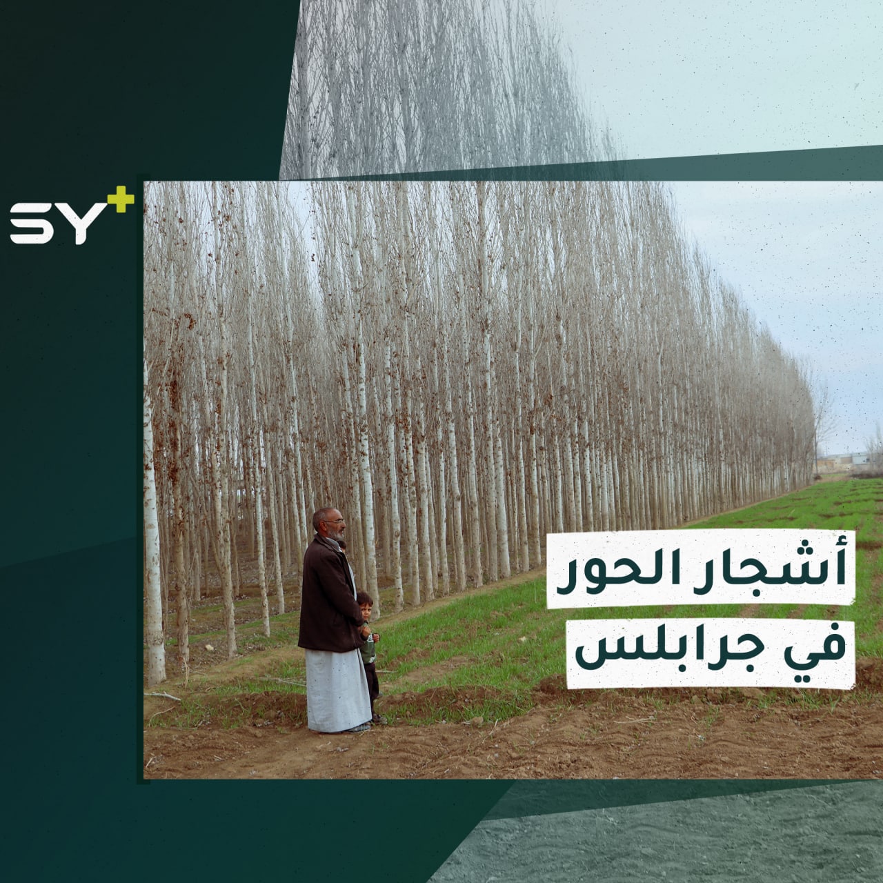 أكثر من 60% من ريف جرابلس مُغطى بأشجار الحور لقربه من نهر الفرات.. ماذا تعرف عن هذه الأشجار؟