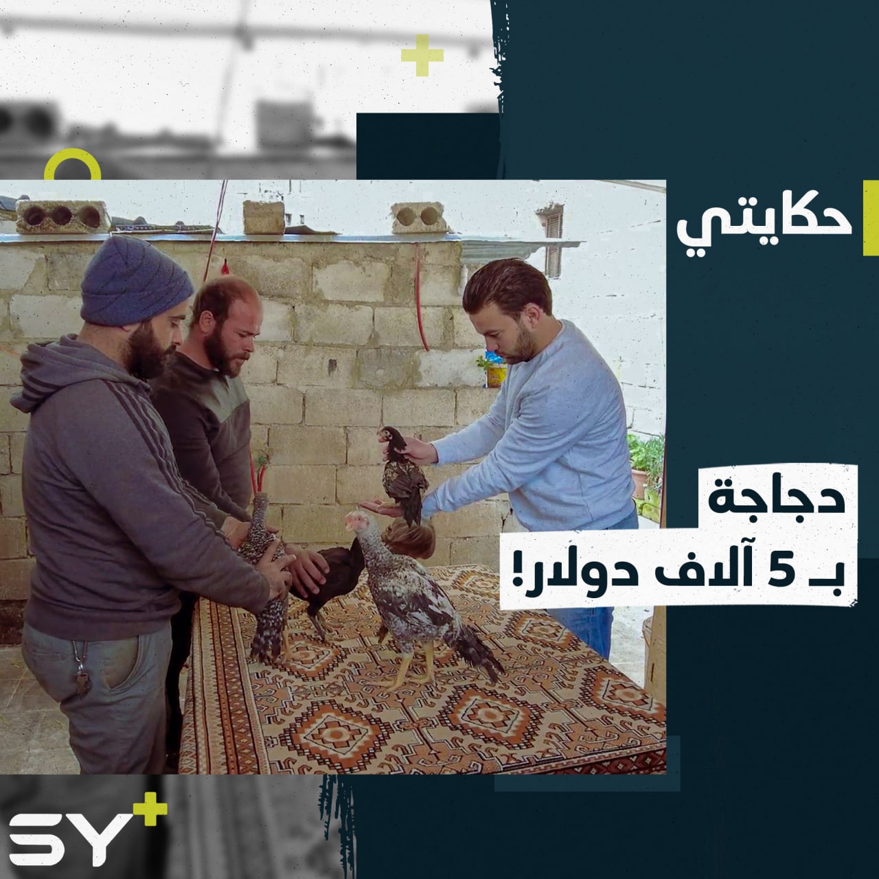 سمعتم عن الطير الحر وغلاء ثمنه.. ما رأيكم بدجاجة سعرها 5 آلاف دولار في ريف إدلب؟ إليكم القصة مع ياسر وسر اقتنائه لحيوانات أليفة نادرة