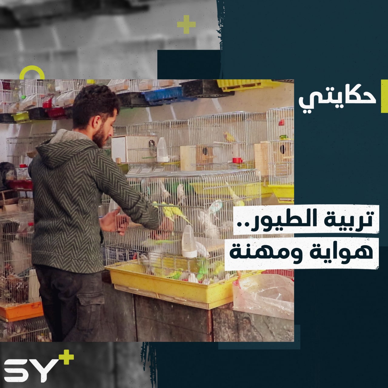 الحسون والكناري وأنواع أخرى.. هواية تربية الطيور مصدر رزق لمحمد في مكان نزوحه