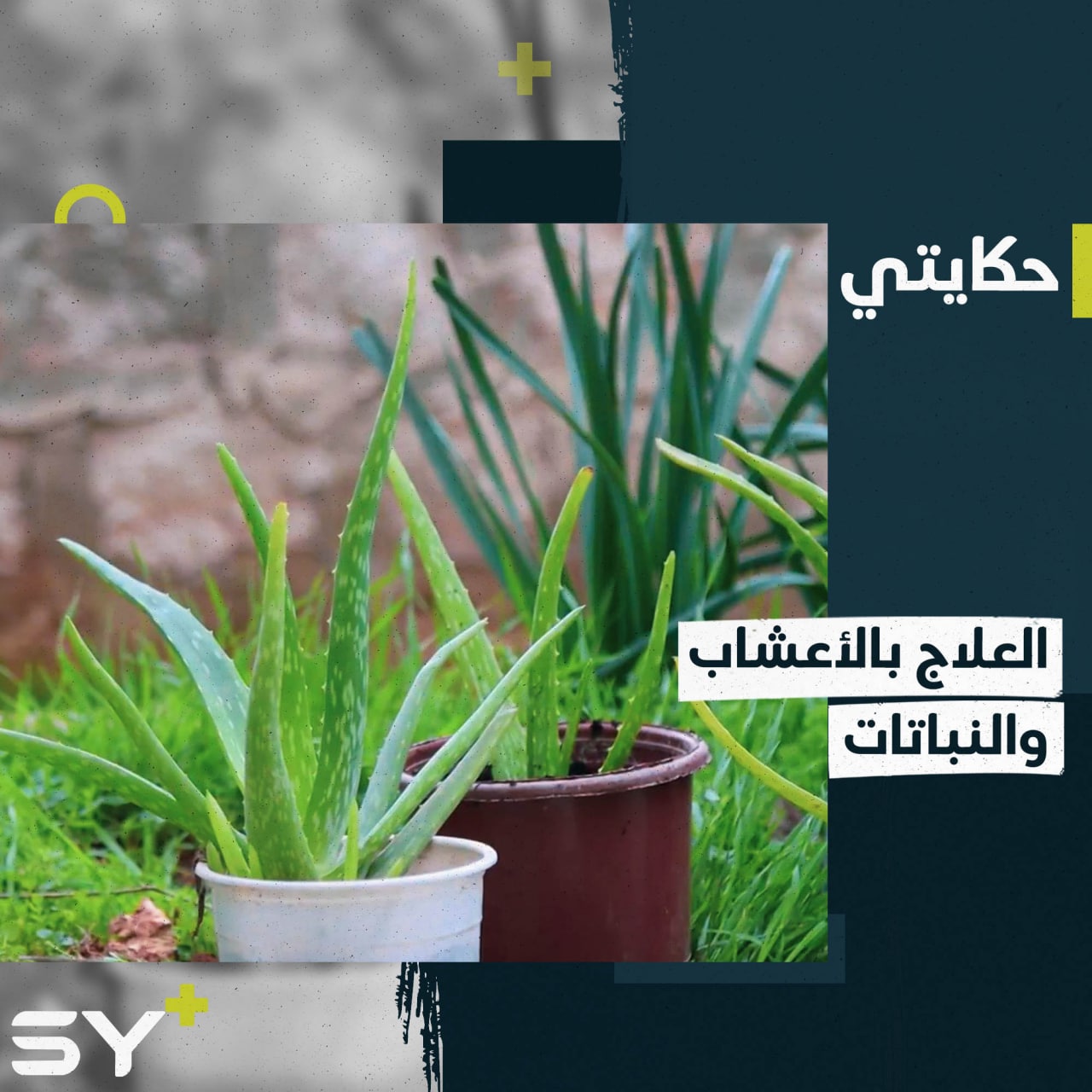 مرح تستخدم الأعشاب والنباتات الطبيعية لتستخلص مستحضرات تجميل.. إليكم قصتها