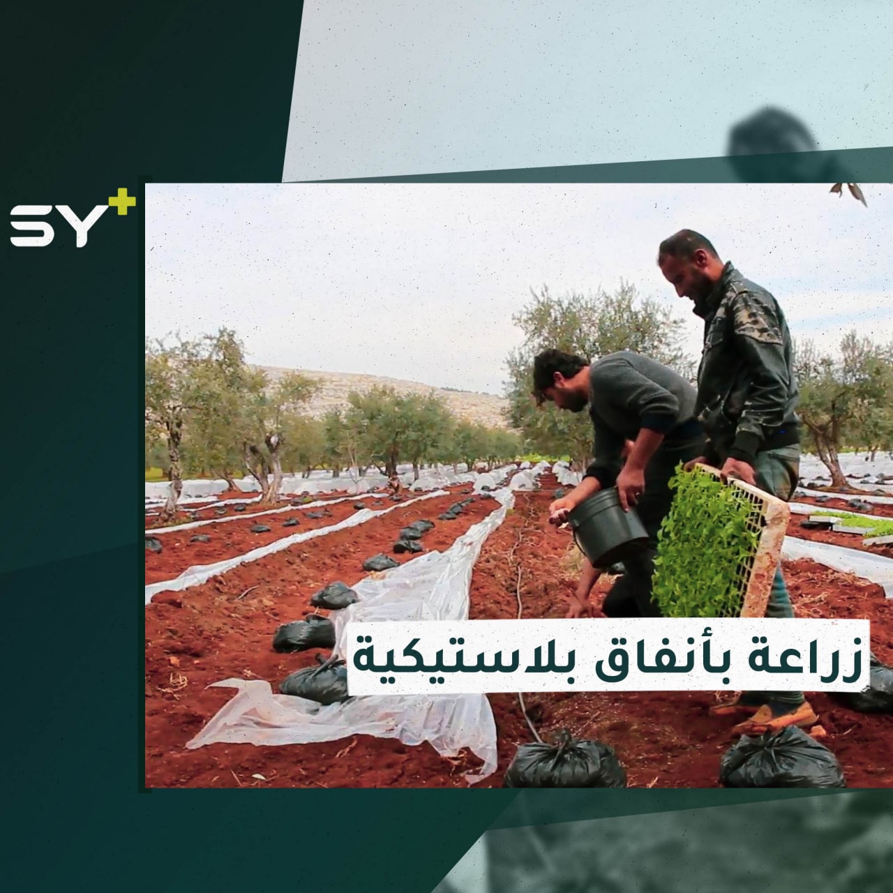 أنفاق بلاستيكية للزراعة في إدلب تؤمن خضروات مبكرة