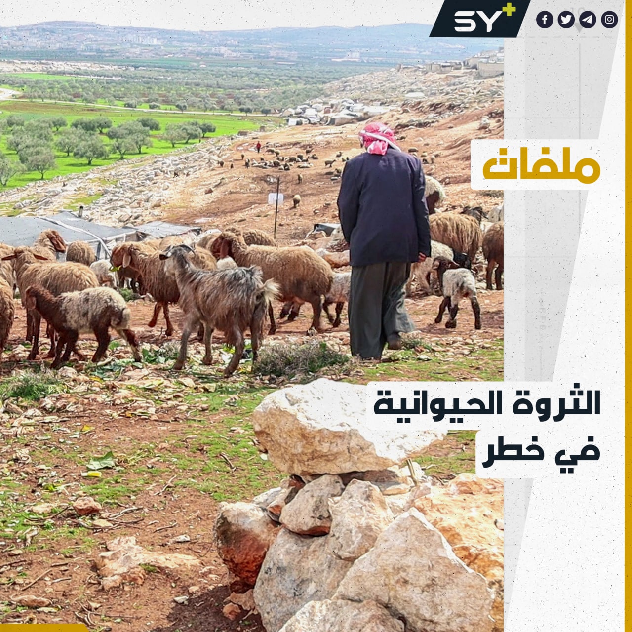 الثروة الحيوانية في الشمال السوري في خطر بعد أن فقدت الكثير من قطعانها.. ما القصة؟