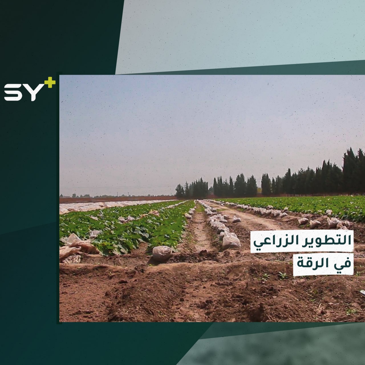 لتحقيق الاكتفاء الذاتي.. شركة تساهم في زراعة الخضروات الموسمية في الرقة