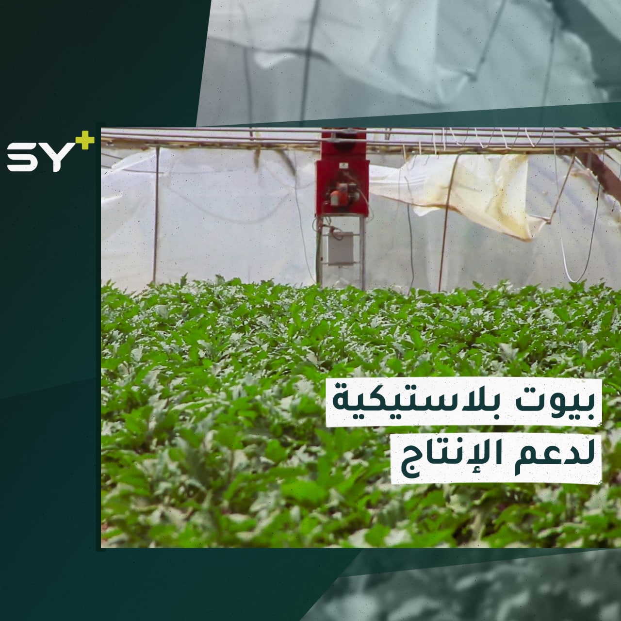 خطوة نوعية تقوم بها لجنة الاقتصاد في ريف الرقة الجنوبي لرفد السوق المحلي بالخضار