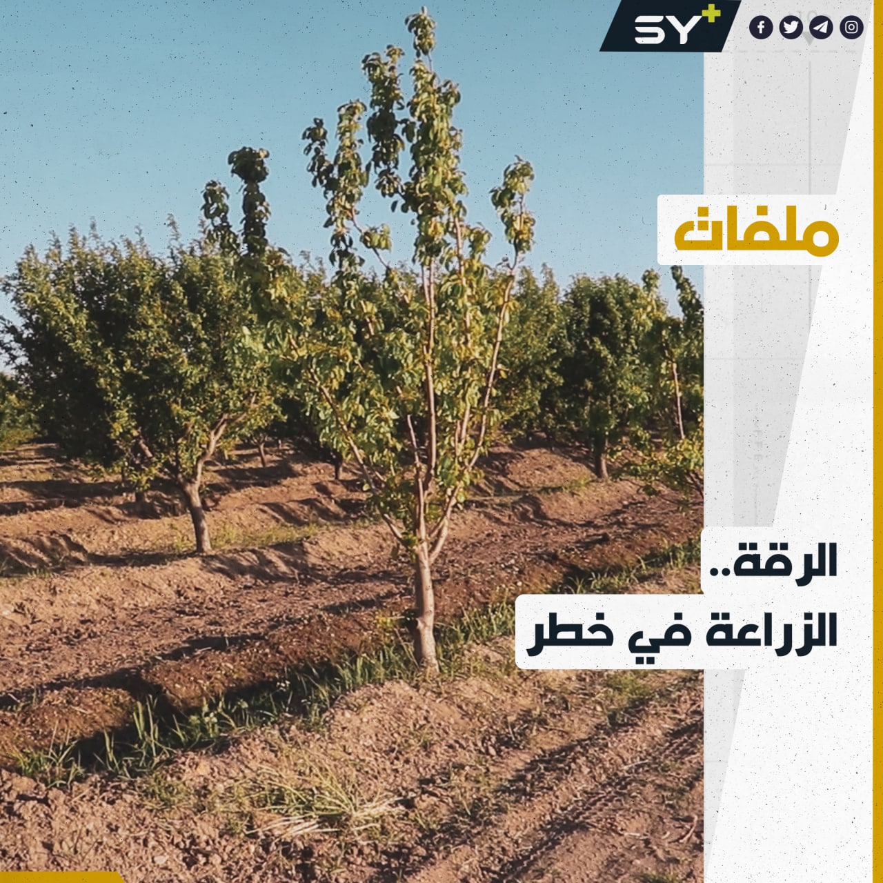 خسائر فادحة تضرب مواسم المزارعين في الرقة.. ما القصة؟