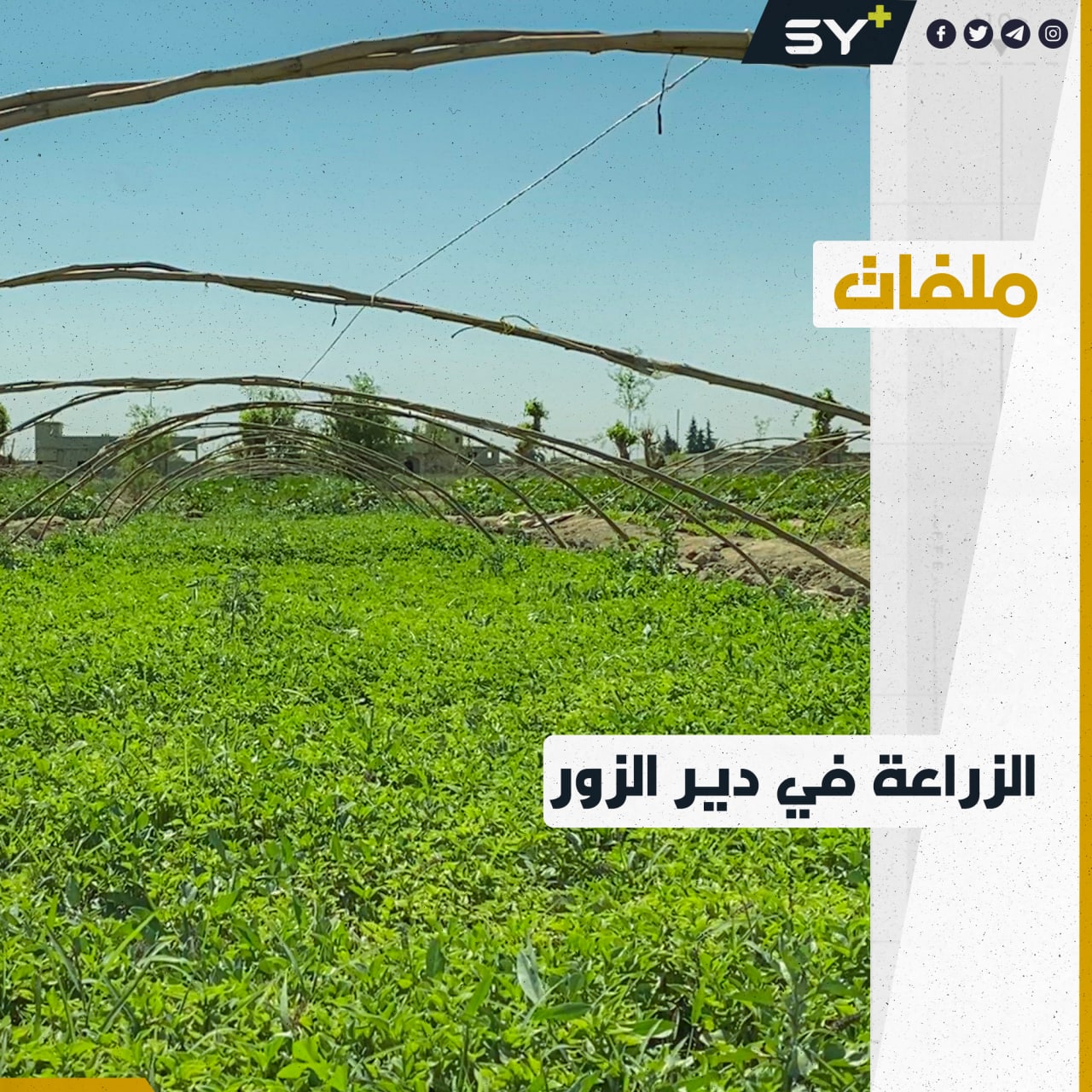 مزارعون يعودون للعمل في أراضيهم بدير الزور