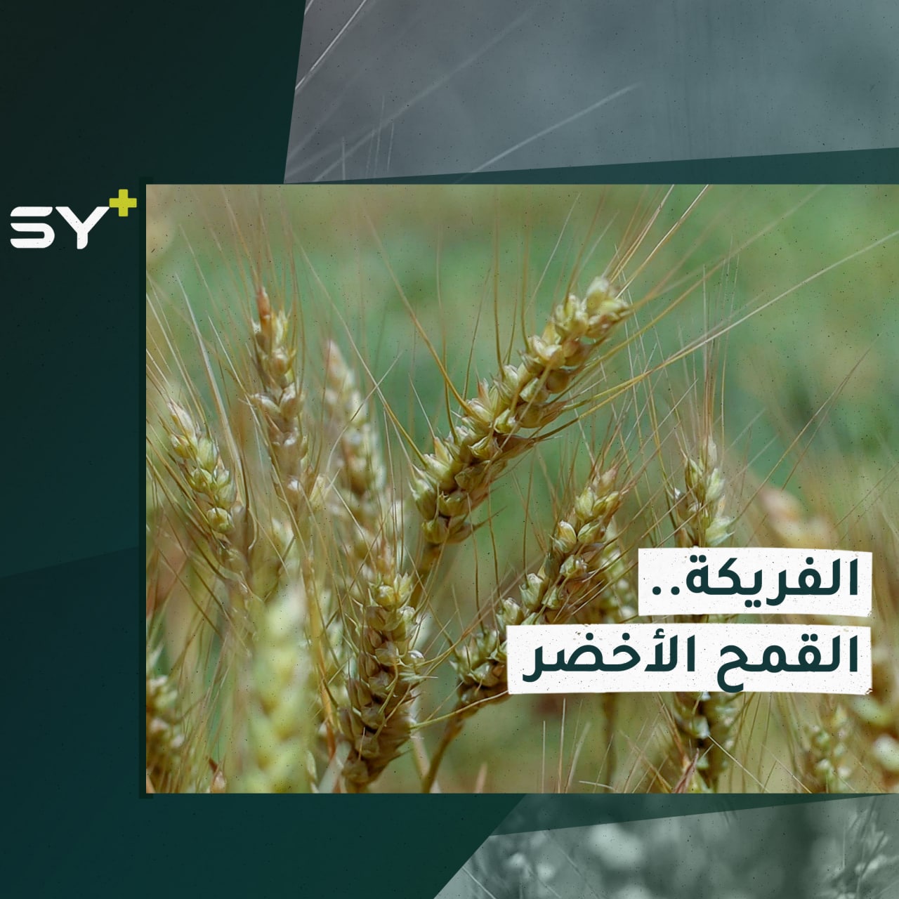 بدء موسم “حرق الفريكة”.. مهنة قديمة تشتهر بها مناطق الشمال السوري