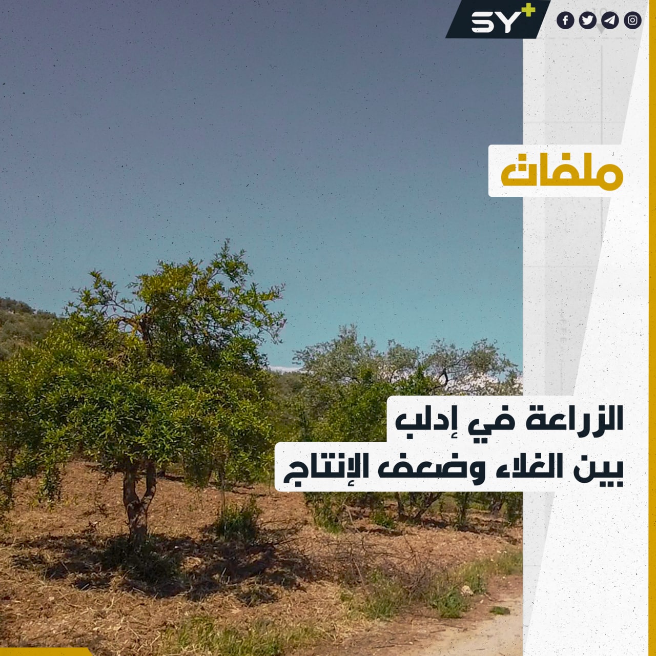 تدهور ملحوظ في المواسم الزراعية في إدلب.. ما القصة؟