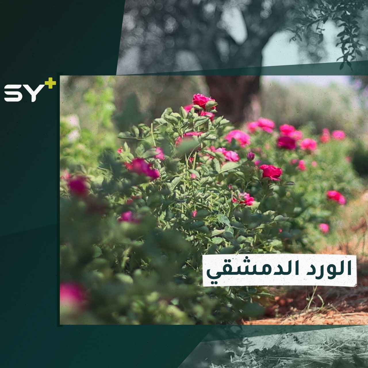 من دمشق إلى إدلب.. زراعة الورد الجوري حاضرة في الشمال السوري