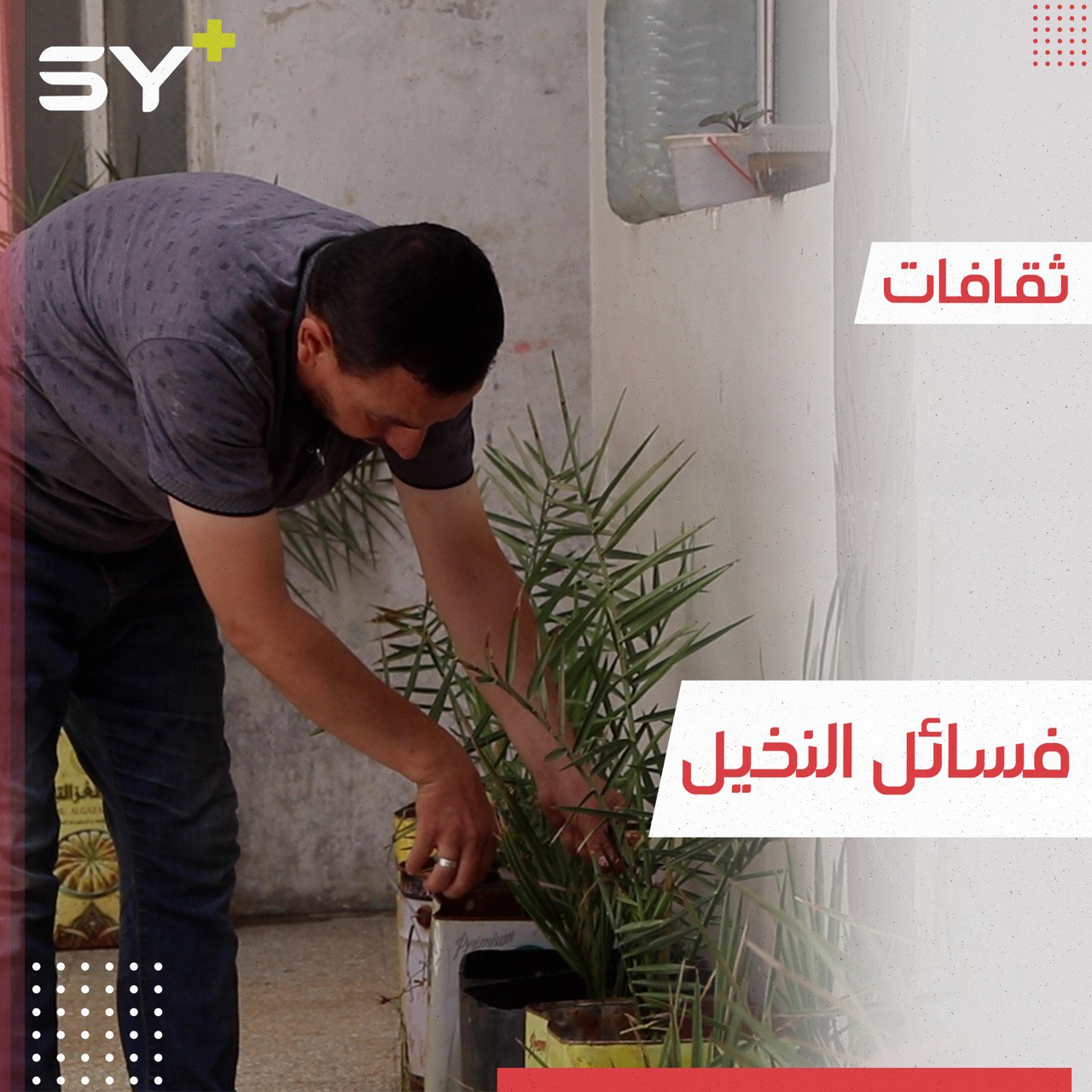 من تدمر إلى الباب.. أول محاولة لزراعة أشجار النخيل في الشمال السوري