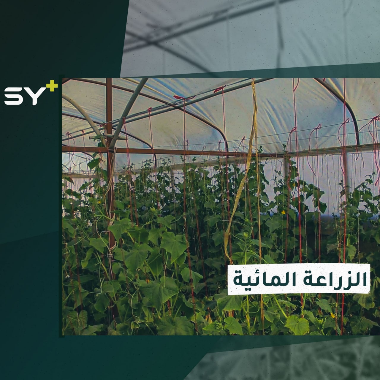 الزراعة بالماء بلا تربة.. مشروع يطلقه أحمد عشاوي على سطح منزله في أعزاز