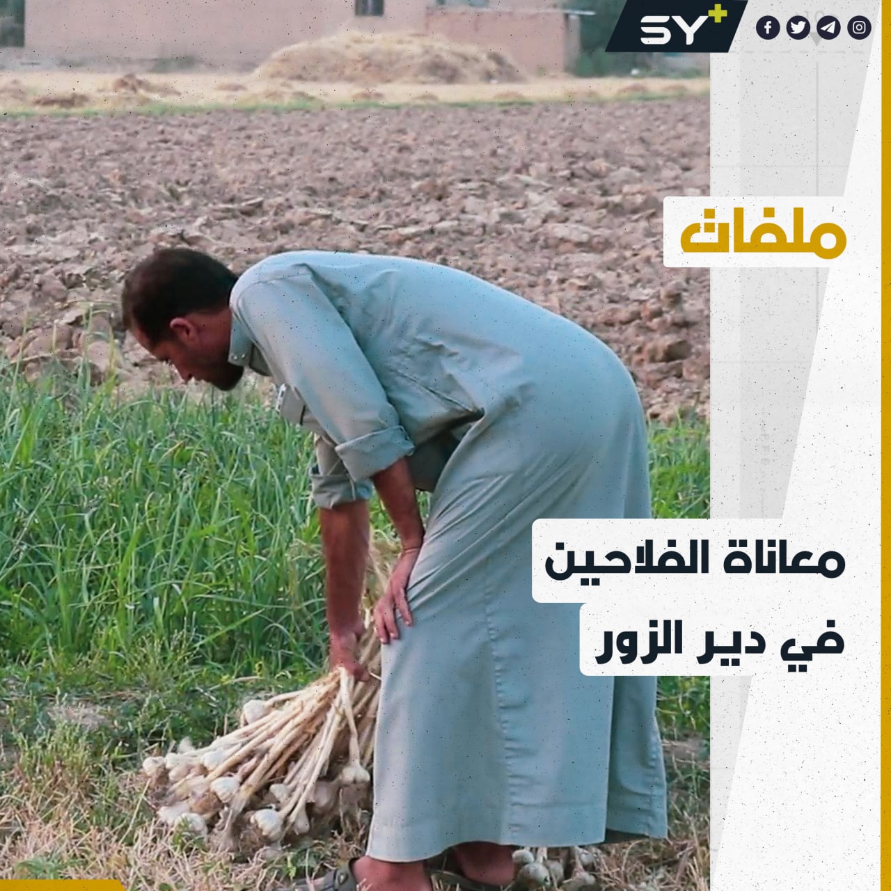 خسائر فادحة تضرب موسم الثوم في ريف دير الزور.. ما القصة؟