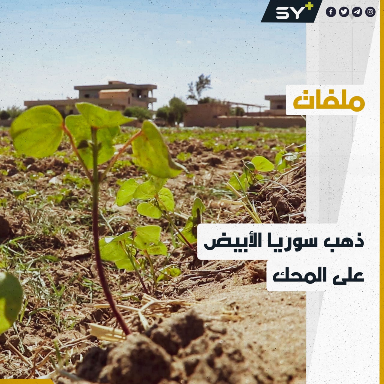 تراجع في إنتاج القطن بدير الزور بسبب ارتفاع التكاليف وصعوبة التصدير