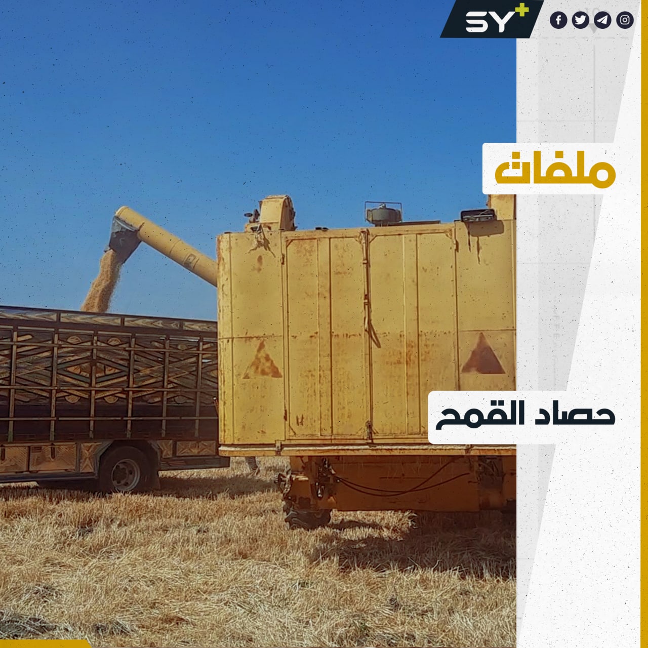 سهل الغاب.. المزارعون يواجهون صعوبات كبيرة في جني موسم القمح