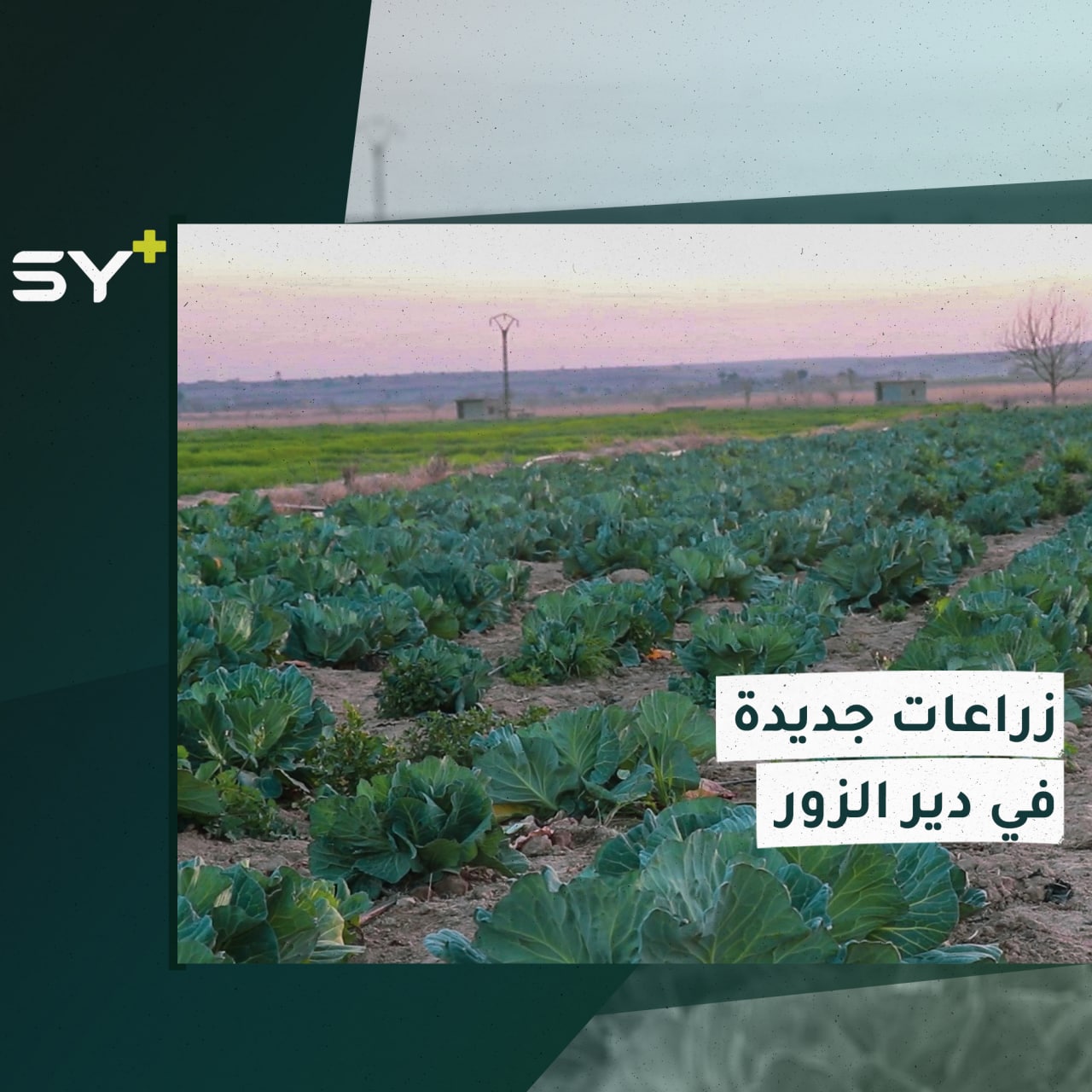 مزروعات وخضروات جديدة تنتشر في ريف دير الزور بعد انقطاع الطرق وارتفاع أسعار الخضار