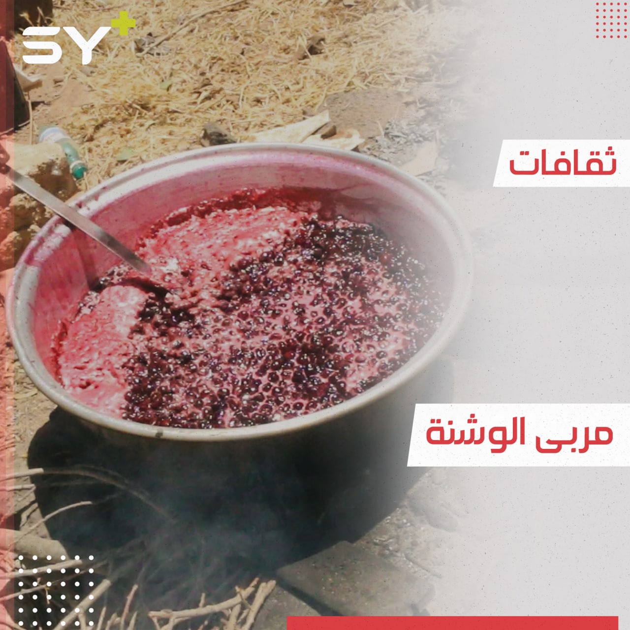 ثمار الوشنة موسماً أساسياً في جبل الزاوية.. يُعدُّ منها المربى بشكلٍ سنوي