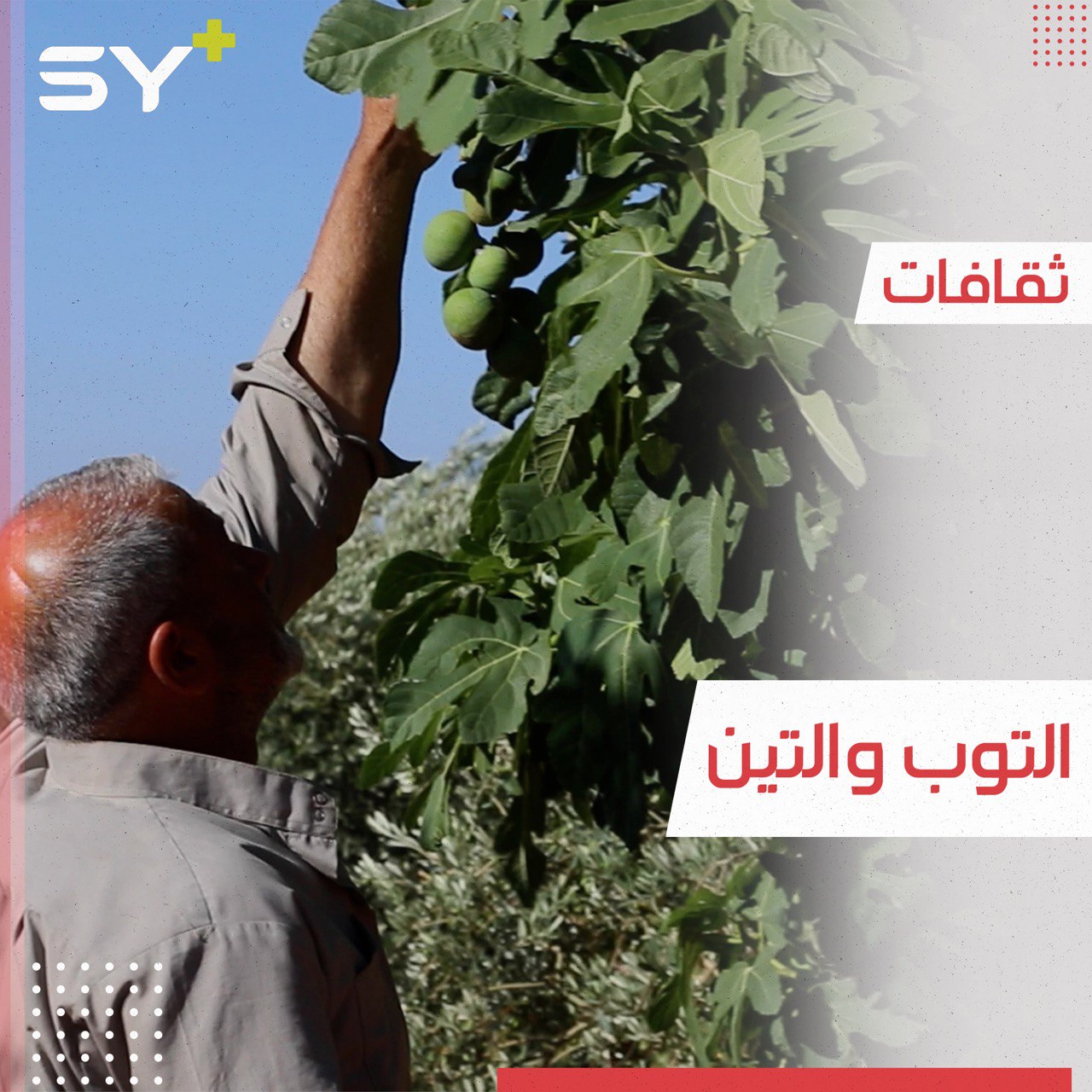 مزارعون في ريف إدلب يعتمدون على أشجار التوب لجني ثمار التين