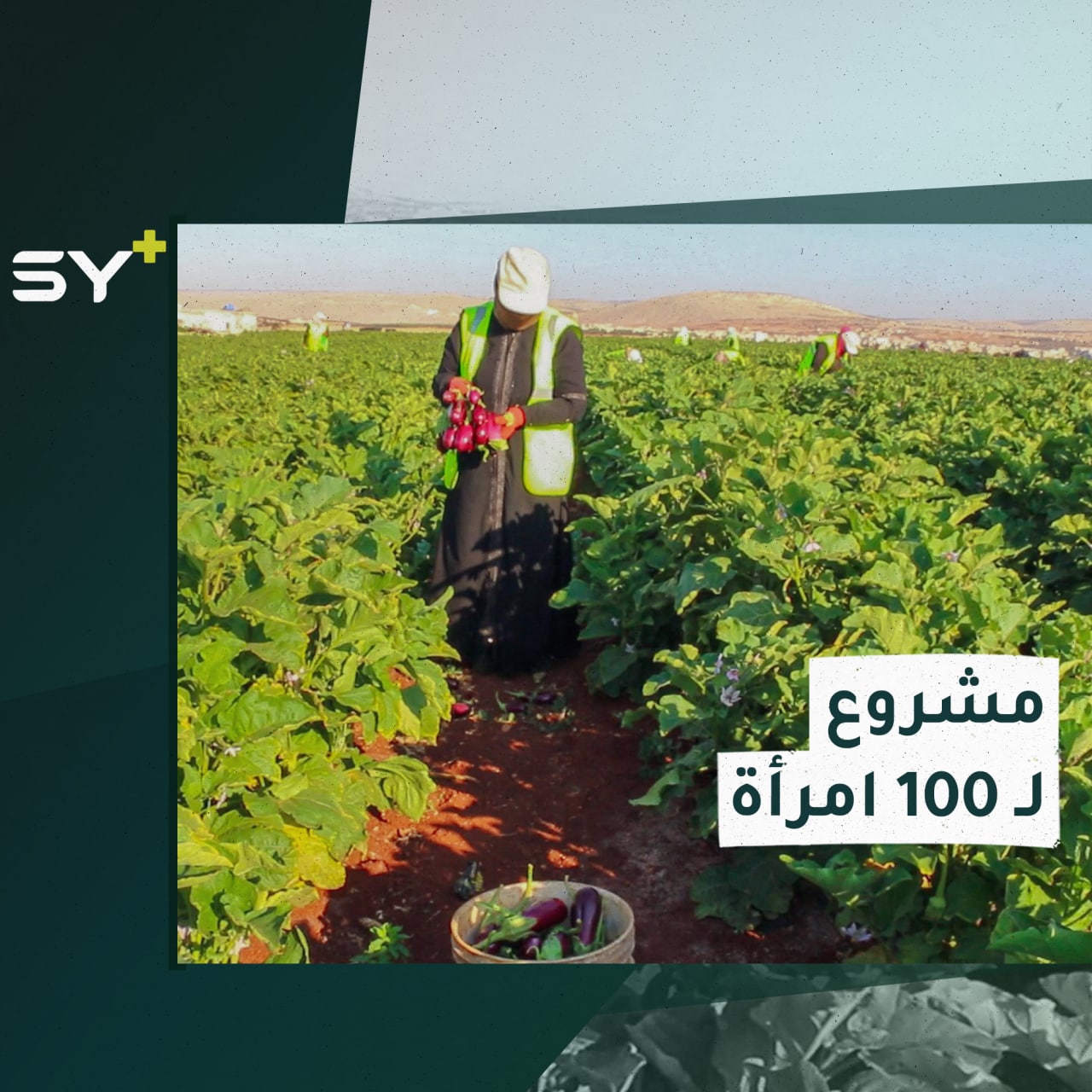 إطلاق مشروع يؤمن فرص عمل لـ 100 سيدة في الأراضي الزراعية بريف إدلب