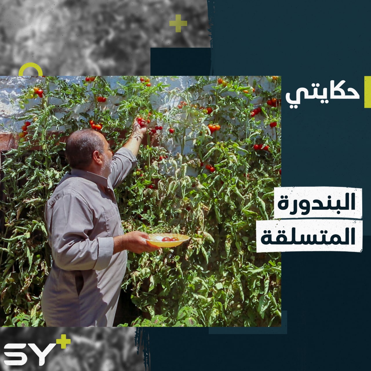 بندورة تُزرع وتنمو على جدران منزل عمار في سهل الروج بريف إدلب.. تعرفوا إليها