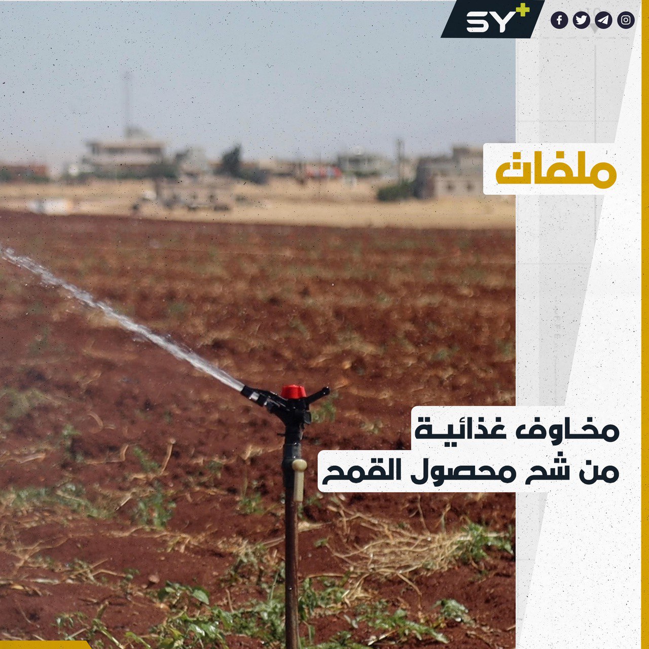 مخاوف غذائية من كارثة قد تصيب سكان الشمال السوري نتيجة شح محصول القمح