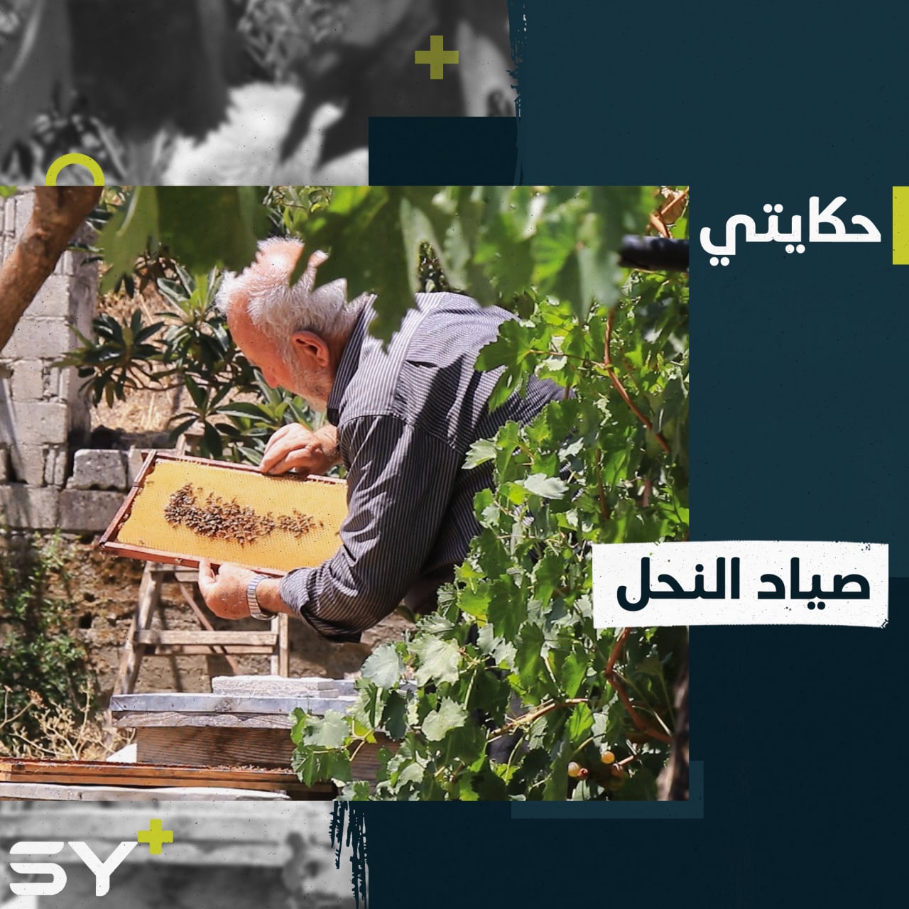 سمعتم بمهنة تربية النحل لكن ماذا عن صيد النحل؟ إليكم التفاصيل مع أبو عبدو من جسر الشغور