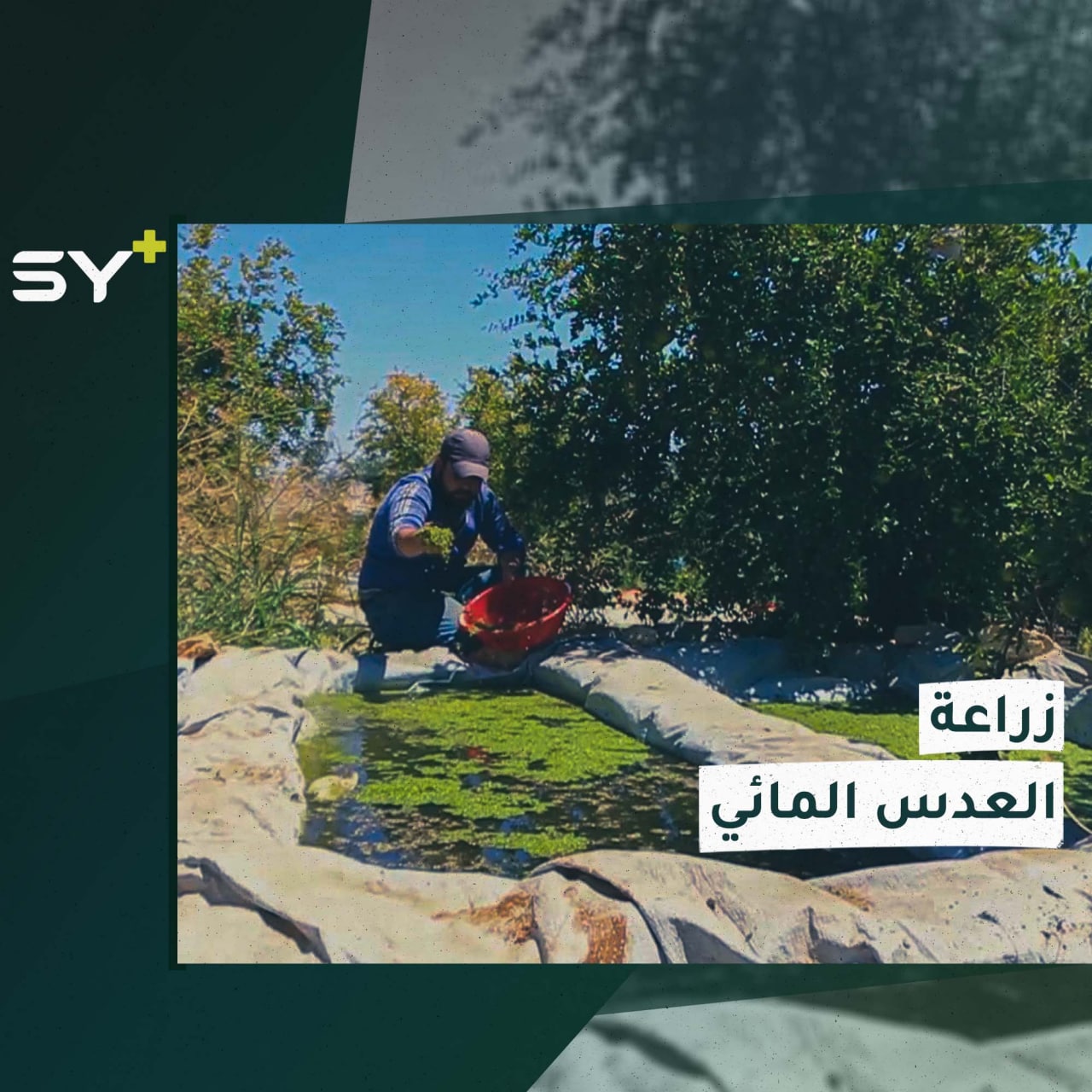 الزراعة المائية تقنية تشهد رواجاً واسعاً في ظل غلاء الأعلاف في الشمال السوري