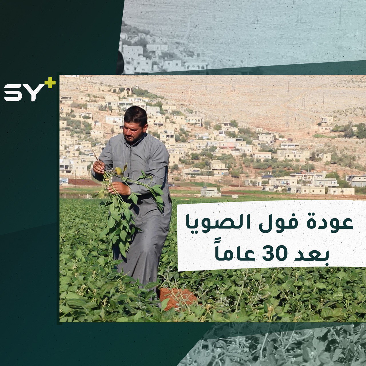 عودة زراعة فول الصويا في الشمال السوري بعد انقطاعها لأكثر من 30 عام
