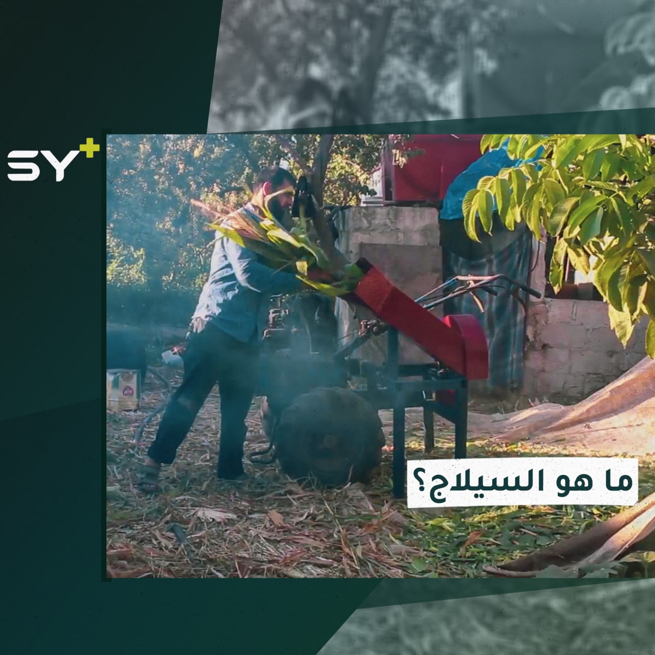 السيلاج.. علف أخضر للحيوانات يُحفظ بطريقة التخمير