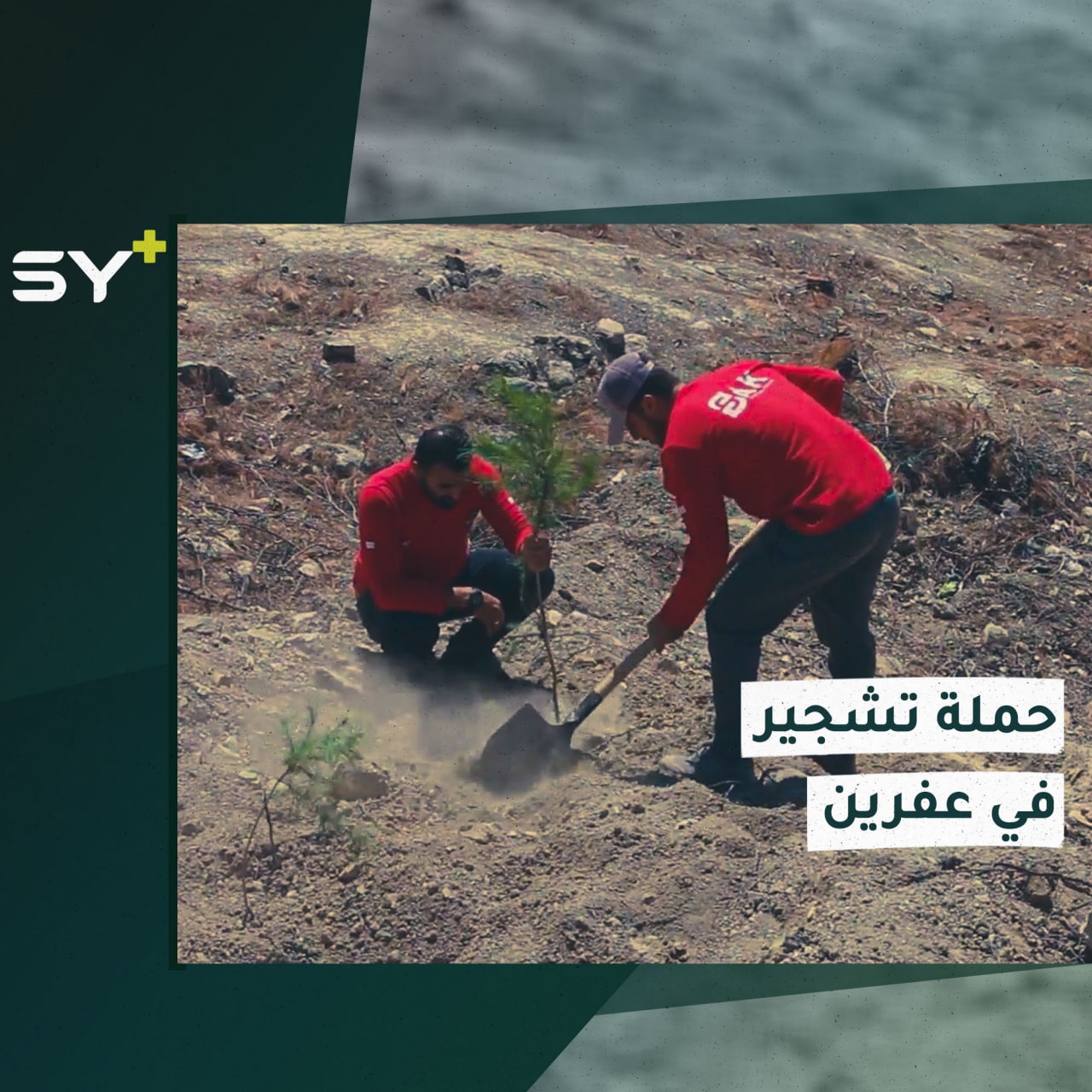 5 آلاف شجرة.. حملة تشجير تبدأ في منطقة عفرين