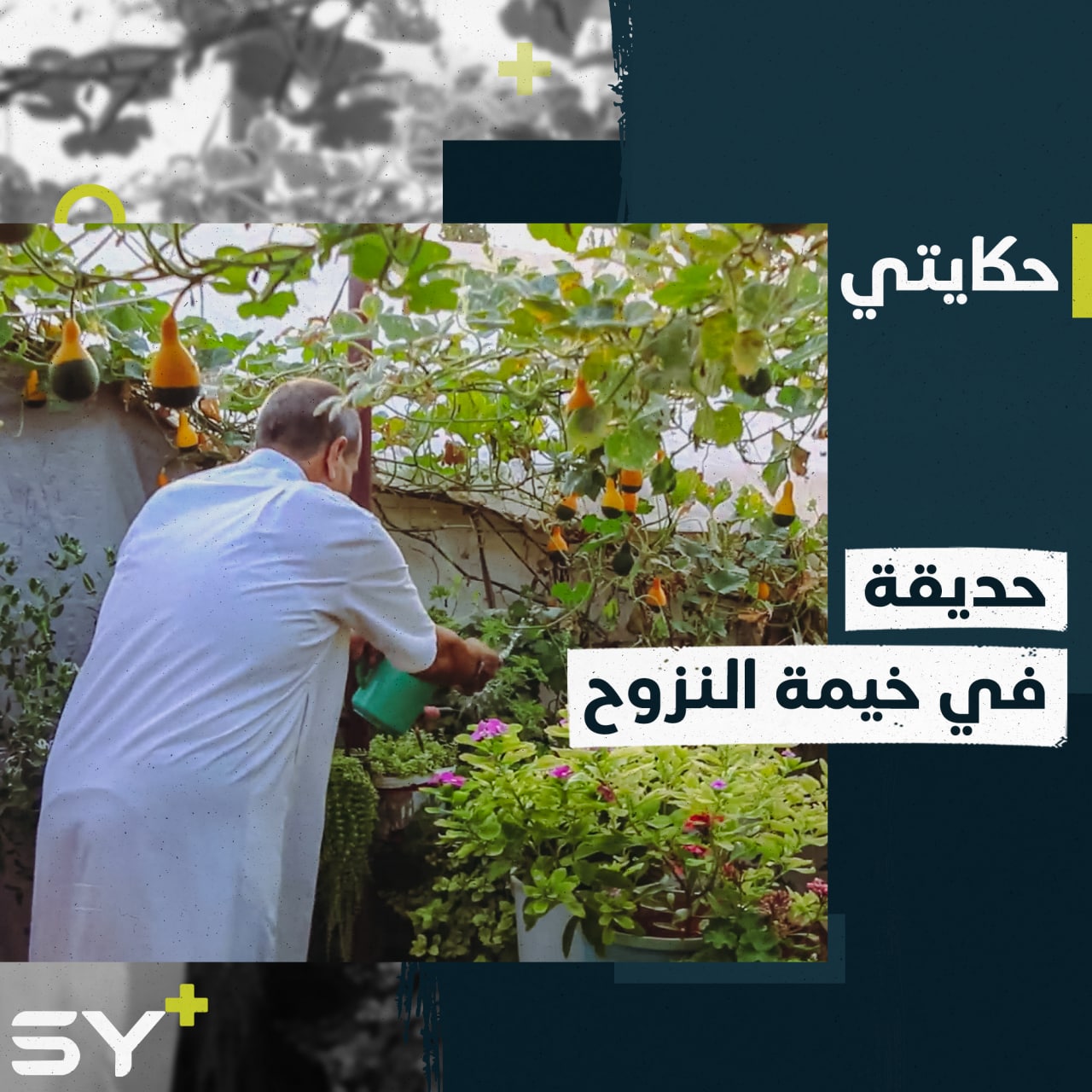 “زهرة اللمبة”، وورود نادرة تجتمع في خيمة نزوح عبد الكريم بعد تهجيره.. إليكم قصته