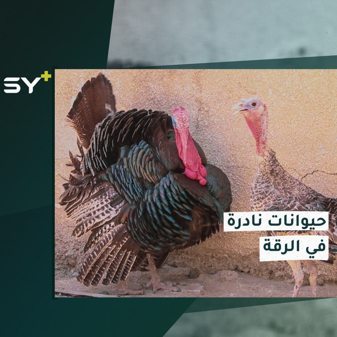 أحمد الغيث يهوى اقتناء الحيوانات النادرة ورعايتها في الرقة.. إليكم قصته