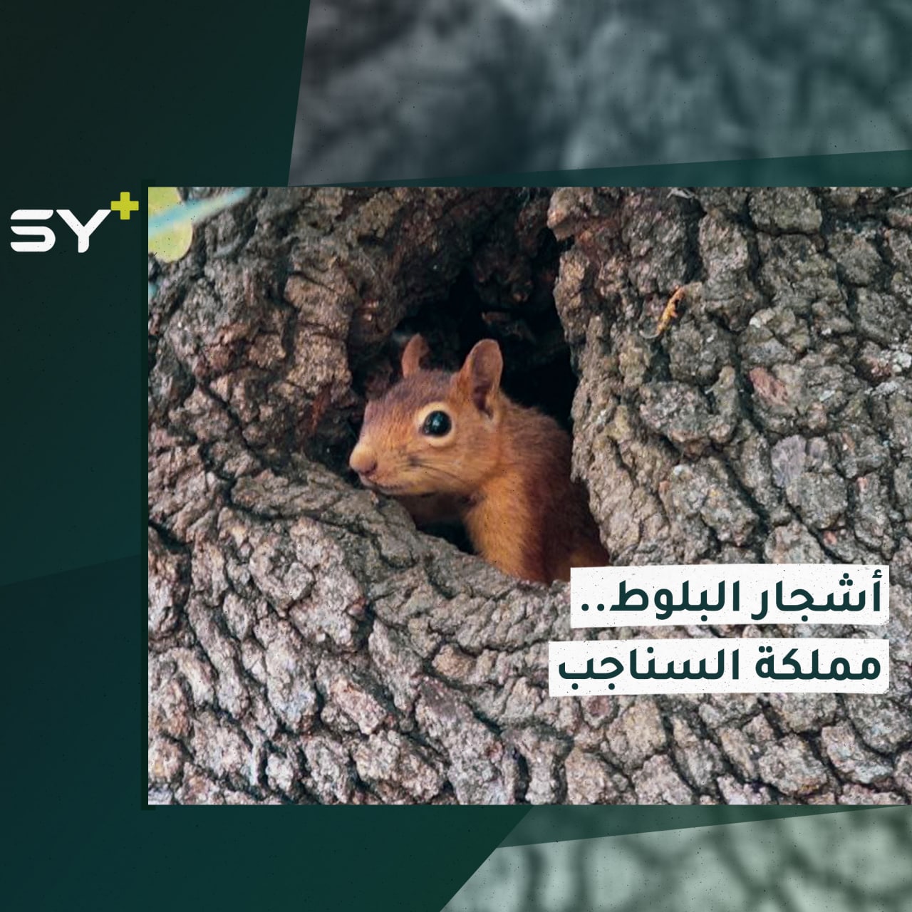 أشجار معمّرة وضخمة جذوعها مأوى للسناجب البرية في محمية طبيعية غرب إدلب.. تابعوا معنا