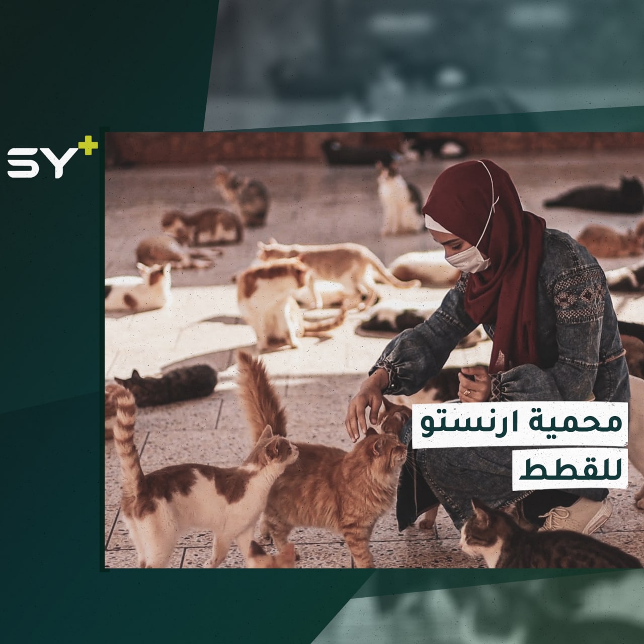 محمية توفر الطعام والرعاية الطبية للقطط في إدلب.. جولة لسارة القاسم مراسلة +SY