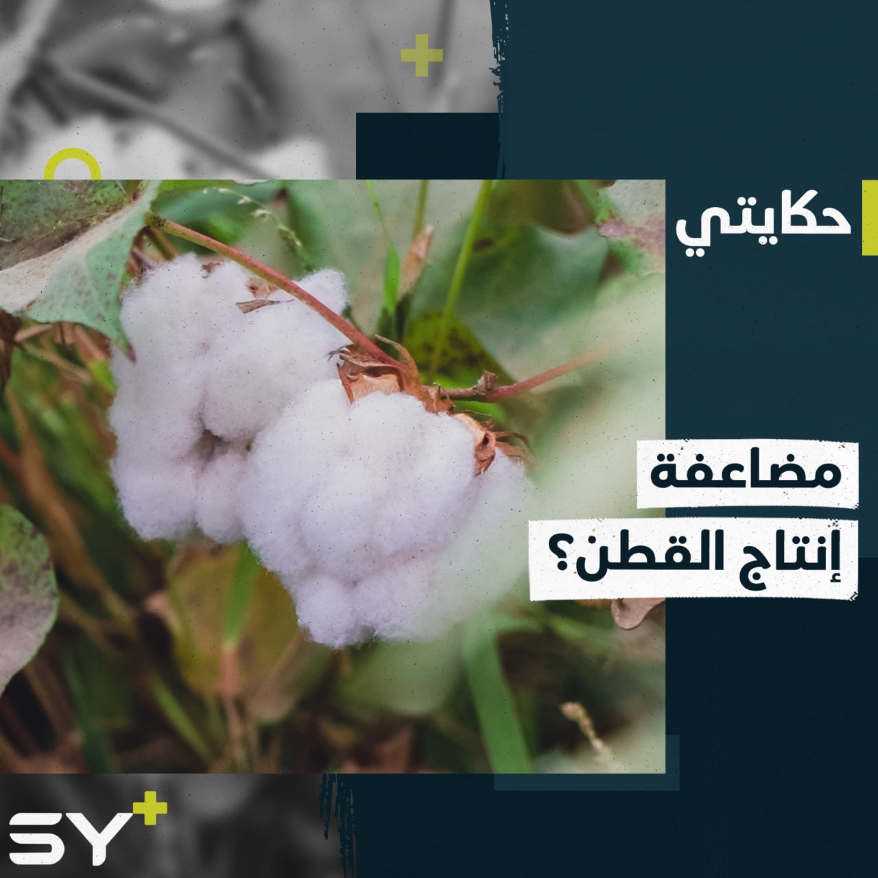 “تهجين القطن” تجربة زراعية حديثة لمضاعفة الإنتاج في ريف دير الزور الغربي