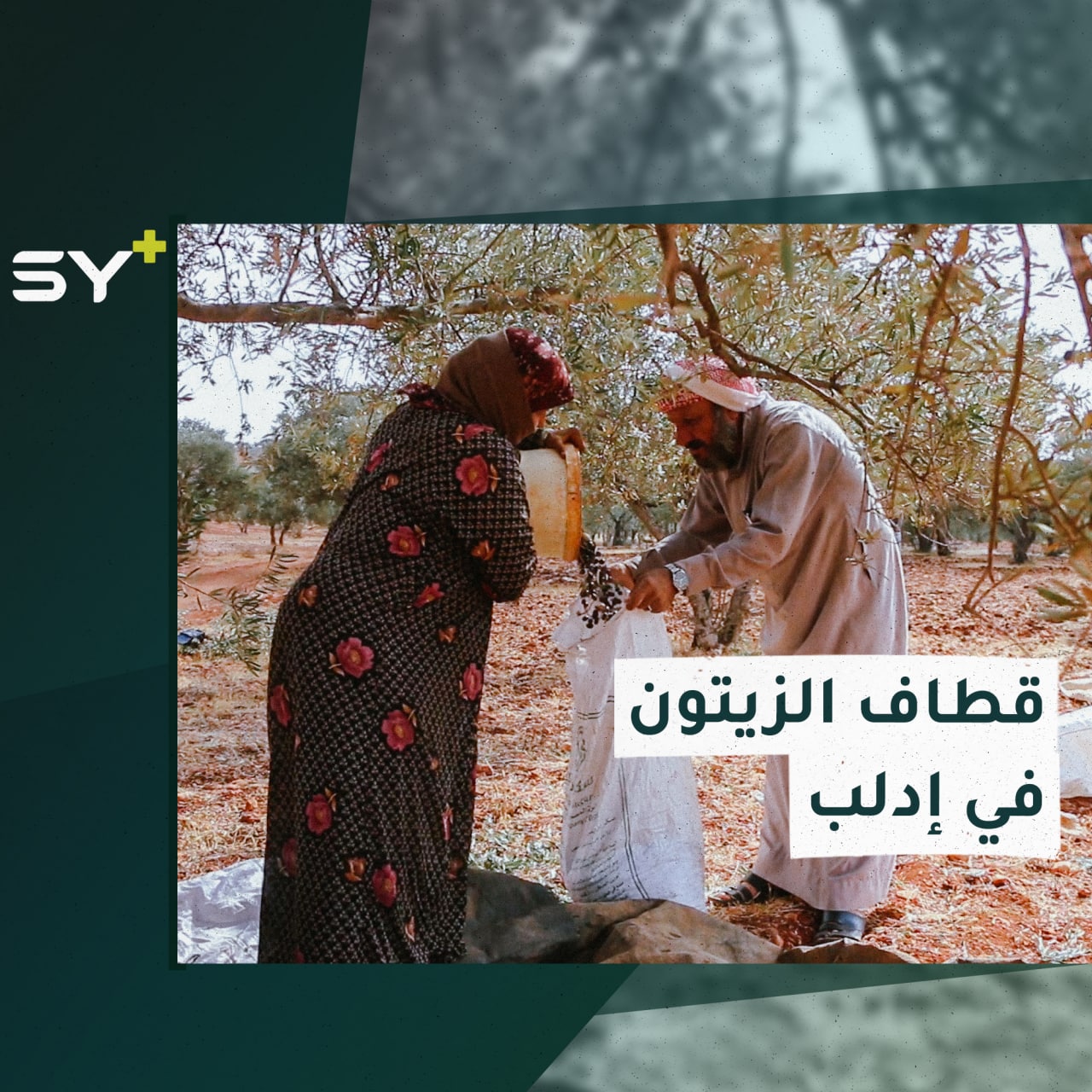 مزارعون في ريف إدلب يقومون بجني محصول الزيتون على الرغم من كل المخاطر