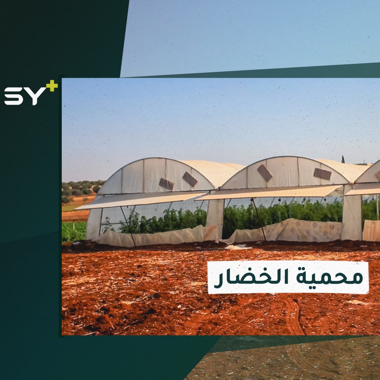 مشروع زراعي يعمل به زكريا البانياسي بهدف تحقيق اكتفاء ذاتي لمنطقته