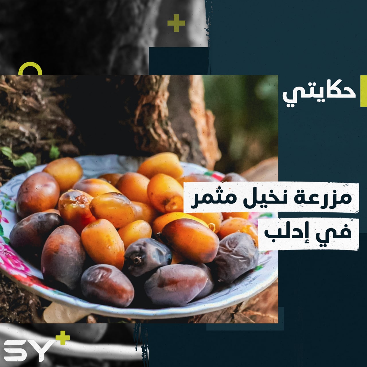 محمد إسماعيل مزارع ينجح في زراعة النخيل المثمر بريف إدلب