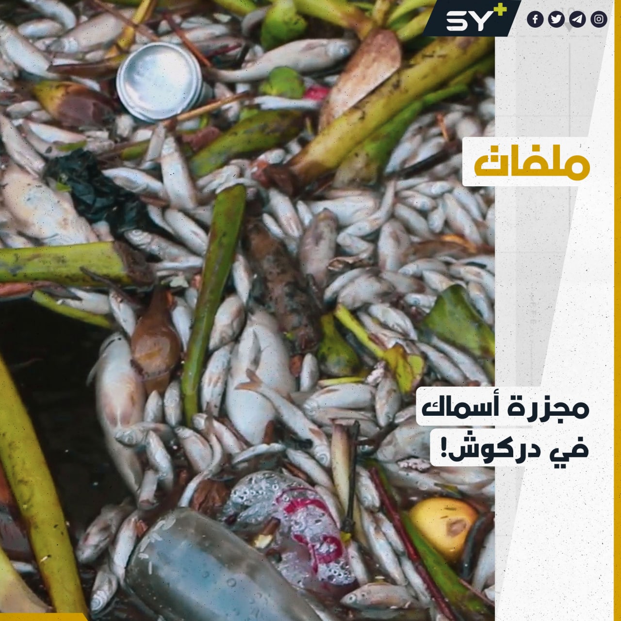 دركوش.. تلوث المياه يهدد وجود الأسماك في نهر العاصي