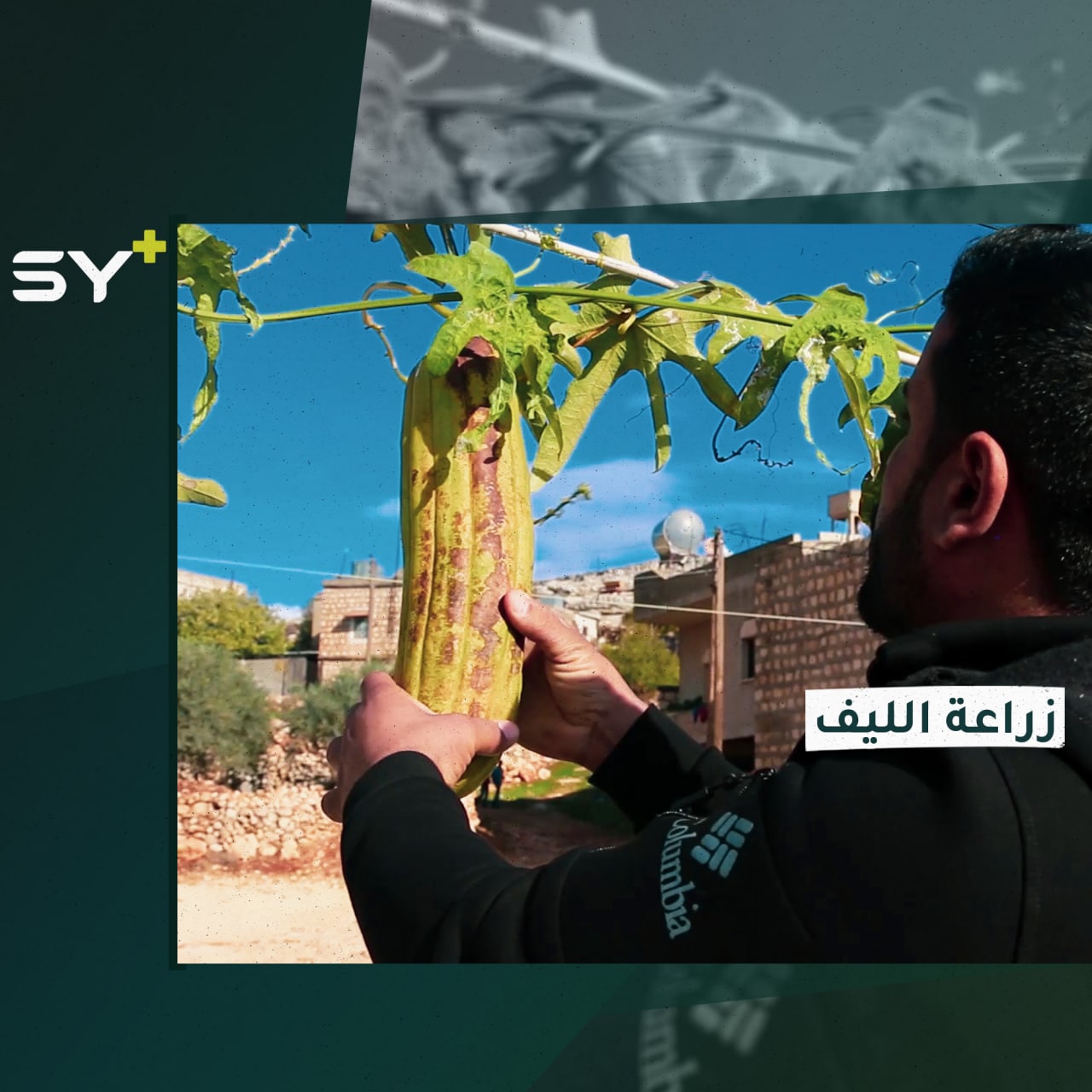 نبات جديد في إدلب تُستخدم ثماره للاستحمام.. تعرفوا إلى الليف الطبيعي