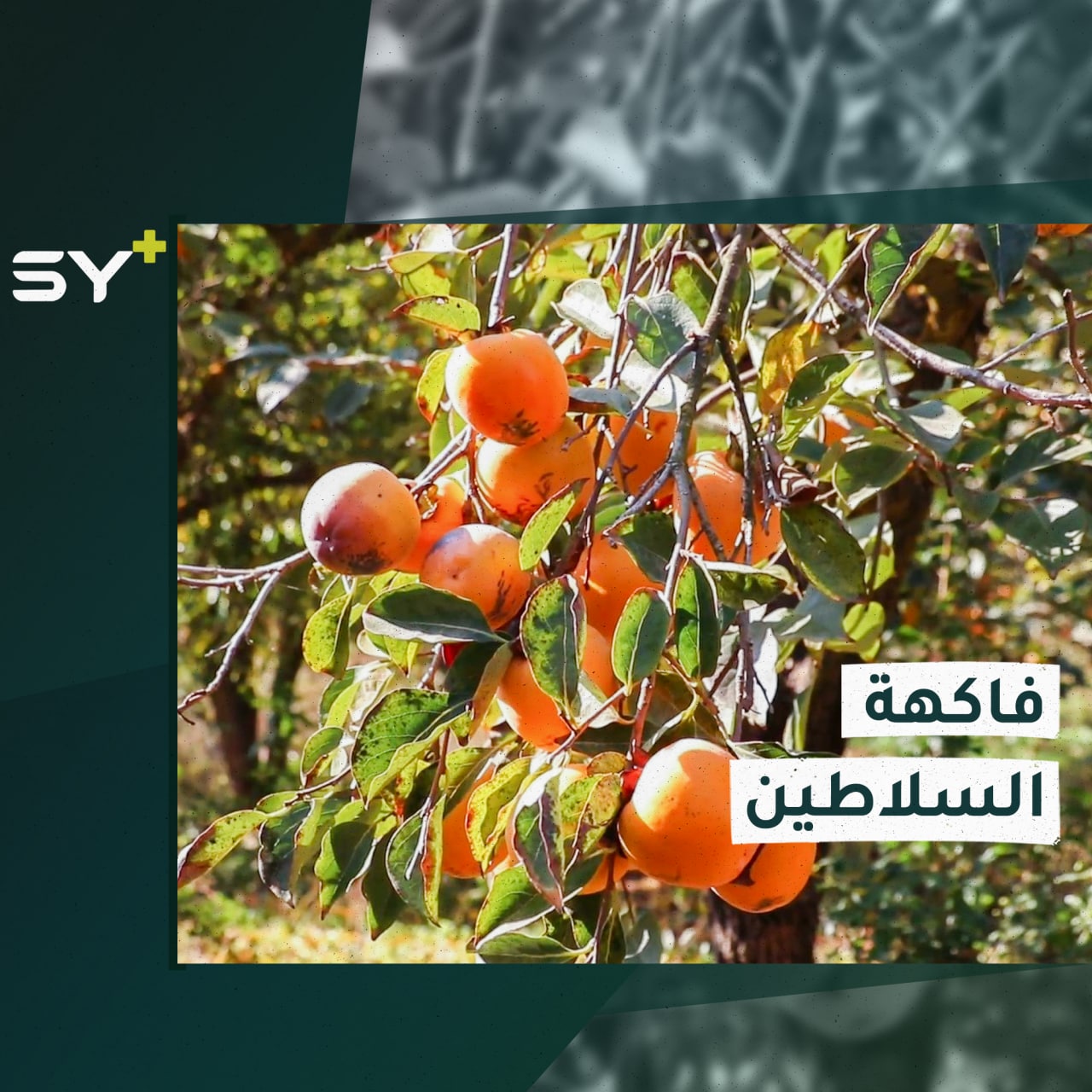 المنغا أو الكاكي.. مزارعون بريف إدلب يقطفون فاكهة السلاطين